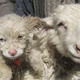Illustration for article titled Farmer Claims Sheep Gave Birth To A Dog